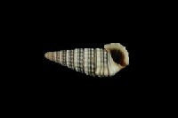 栓海蜷藏品圖，第3張